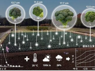 0908todai 326x245 - 東大と千葉大、ドローンとAIでブロッコリー花蕾サイズを自動推定システム開発