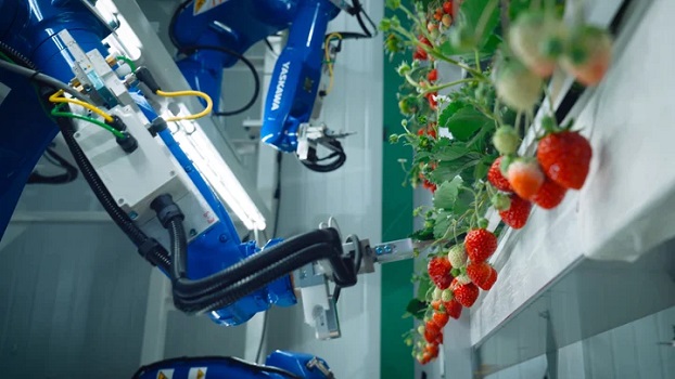 0604oishii3 - オイシイファーム、米国でAIやロボット活用の植物工場「メガファーム」稼働