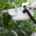 0905agrist1 120x120 - アグリスト、JA全農いわてに機能強化したピーマン収穫ロボット貸与、24年に続き2回目