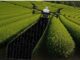ドローンによる茶園の被覆作業自動化イメージ